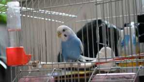 Widrowed papoušek začal střílet se světlem mladého muže